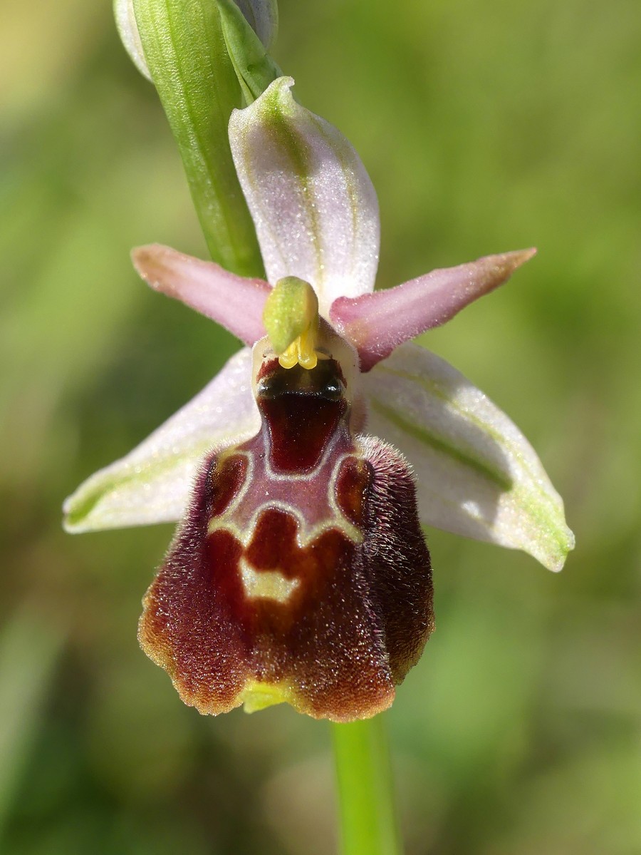 Ophrys exaltata subsp. montis-leonis e forme di variabilit nel Lazio, marzo e aprile 2018